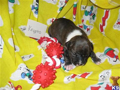 American Staffordshire Terrier Puppies for Sale